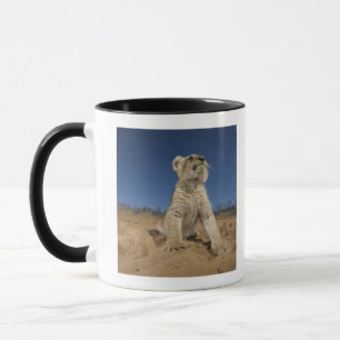 Lion Cub (Panthera Leo) sitting on sand, Namibia Mug