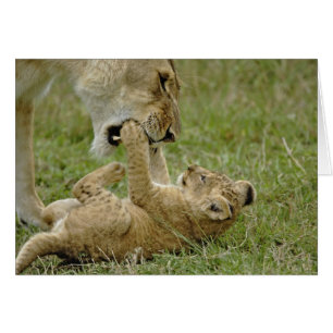 Lion Cub Playing