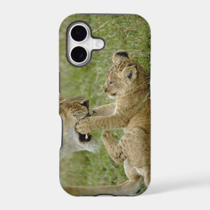 Lion Cub Playing