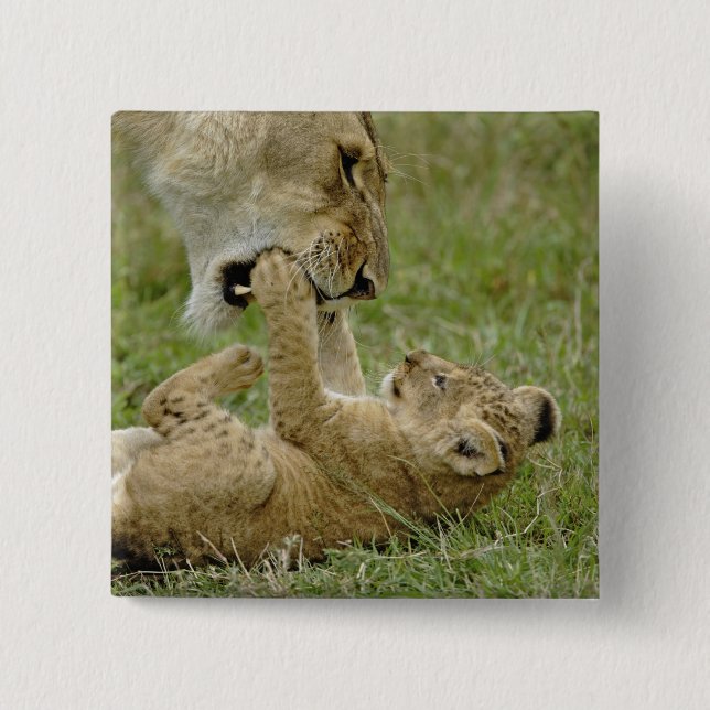 Lion Cub Playing 2 Inch Square Button (Front)