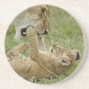 Lion Cub Playing Coaster