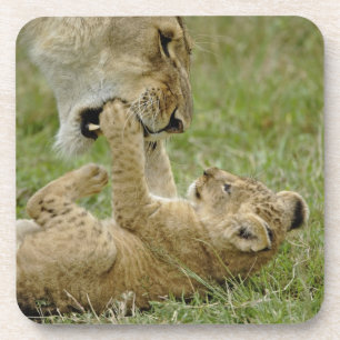 Lion Cub Playing Coaster