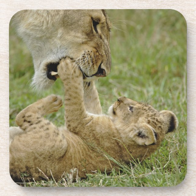 Lion Cub Playing Coaster (Front)