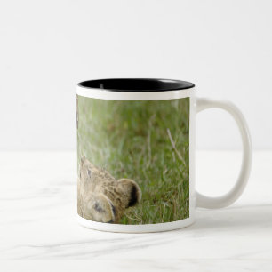 Lion Cub Playing Two-Tone Coffee Mug