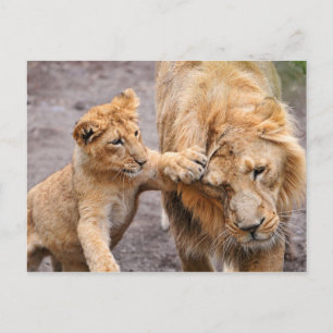 Lion Cub Playing with his Parent Postcard