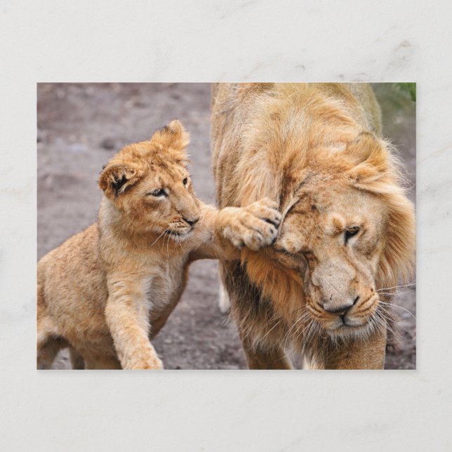 Lion Cub Playing with his Parent Postcard (Front)