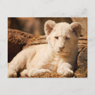 Lion Cub Postcard