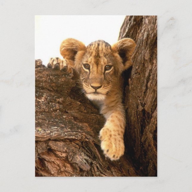 Lion Cub Postcard (Front)