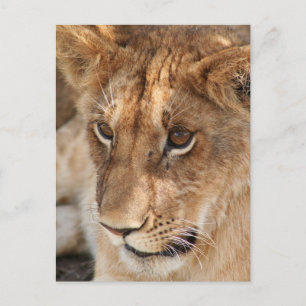 Lion Cub Postcard
