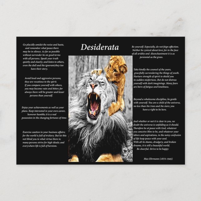 Lion Cub Postcard (Front)