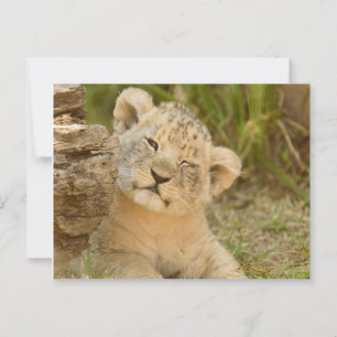 Lion Cub Postcard