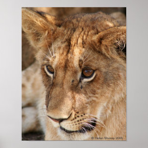 Lion Cub Poster