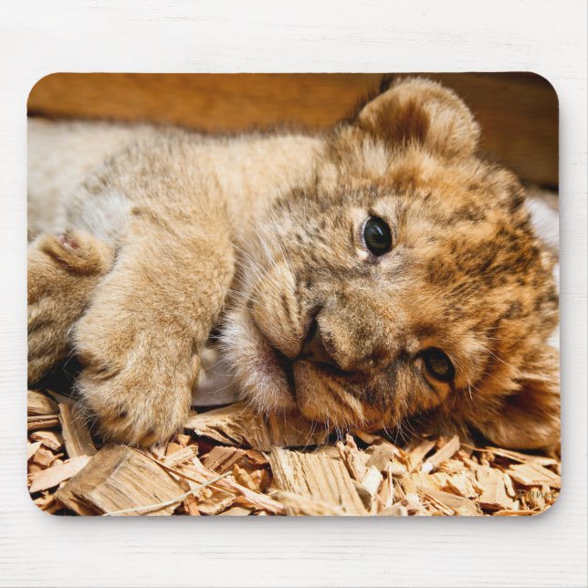 Lion cub relaxing mouse pad (Front)