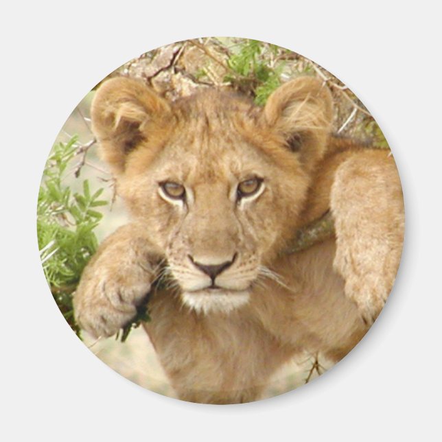 Lion Cub ROUND Magnet (Front)