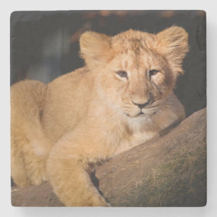 Lion Cub Stone Coaster