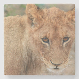 Lion Cub Stone Coaster