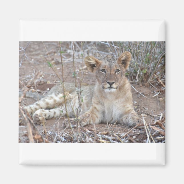 Lion Cub With A Sweet, Innocent Gaze. Magnet (Front)