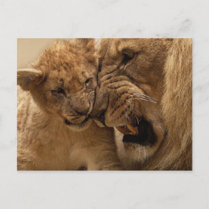 Lion cub with dad postcard