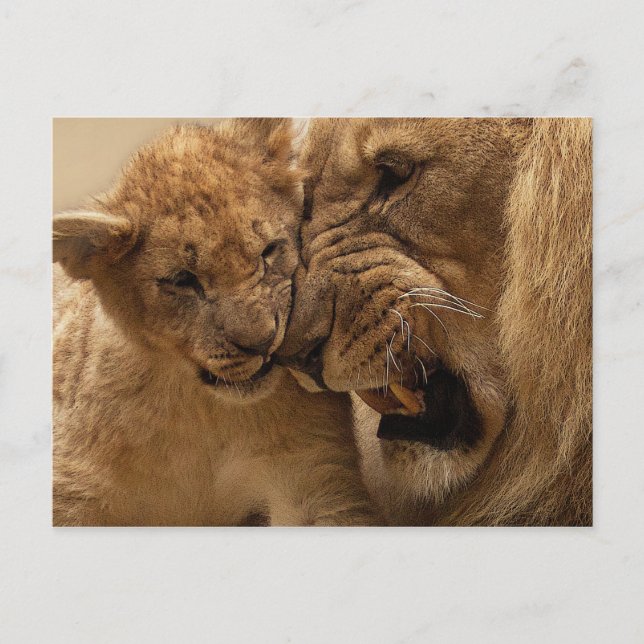 Lion cub with dad postcard (Front)