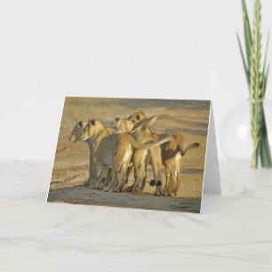 Lion Cubs Card