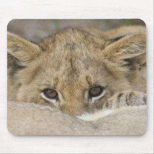 Lion Cub's Face Mouse Pad
