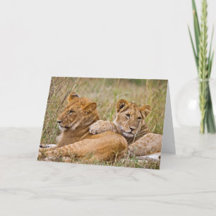 Lion Cubs Lounging Card