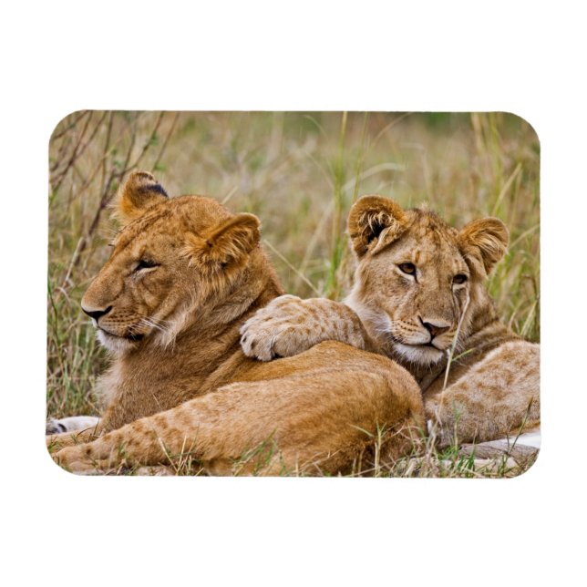 Lion Cubs Lounging Magnet (Horizontal)