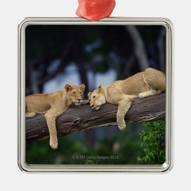 Lion cubs lying on tree branch , Kenya , Africa Metal Ornament (Front)