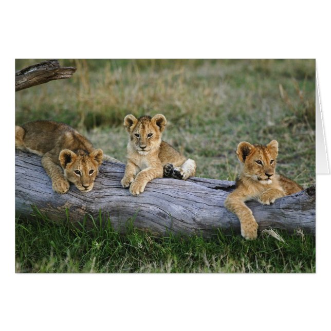 Lion Cubs on Log (Front Horizontal)