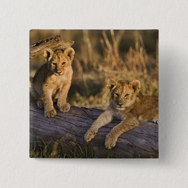 Lion Cubs on Log 2 Inch Square Button (Front)