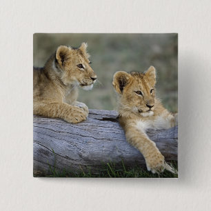 Lion Cubs on Log 2 Inch Square Button