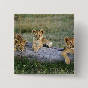Lion Cubs on Log 2 Inch Square Button