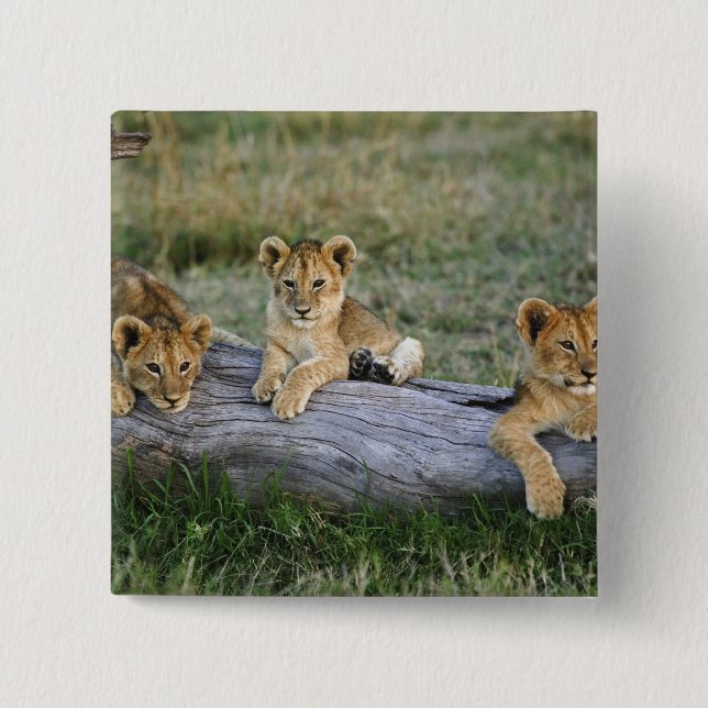 Lion Cubs on Log 2 Inch Square Button (Front)