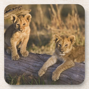 Lion Cubs on Log Coaster