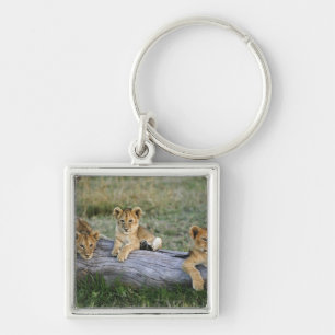 Lion Cubs on Log Keychain