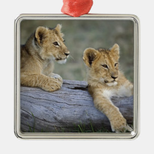 Lion Cubs on Log Metal Ornament