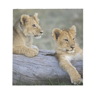 Lion Cubs on Log Notepad