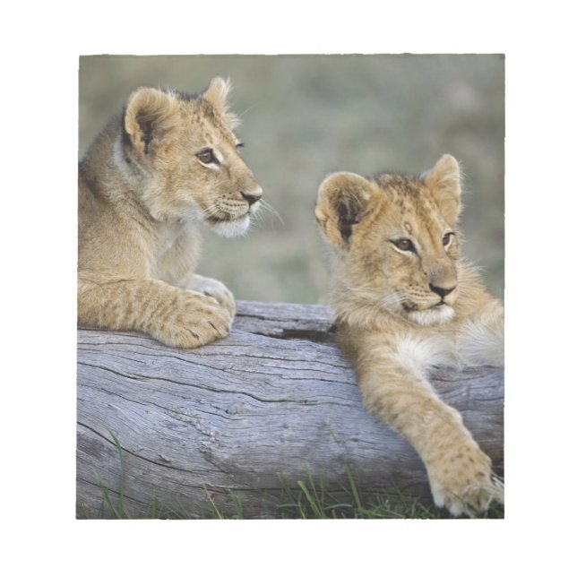 Lion Cubs on Log Notepad (Front)