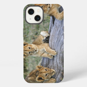 Lion cubs on log, Panthera leo, Masai Mara, 2 iPhone 13 Case