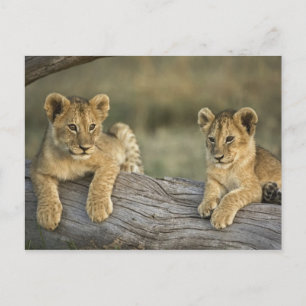 Lion Cubs on Log Postcard