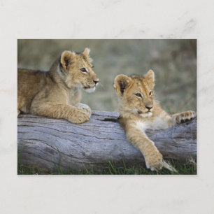 Lion Cubs on Log Postcard