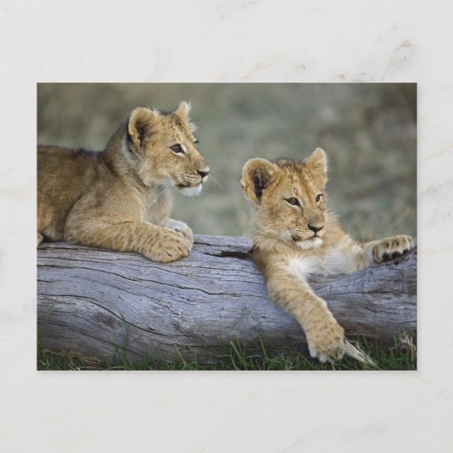 Lion Cubs on Log Postcard (Front)