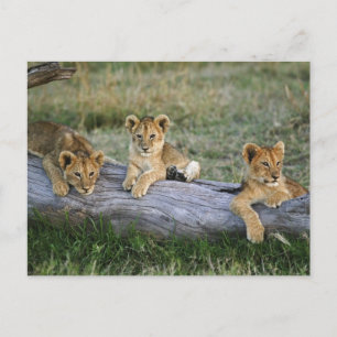 Lion Cubs on Log Postcard
