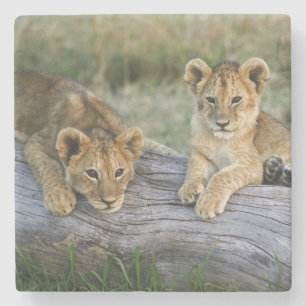 Lion Cubs on Log Stone Coaster