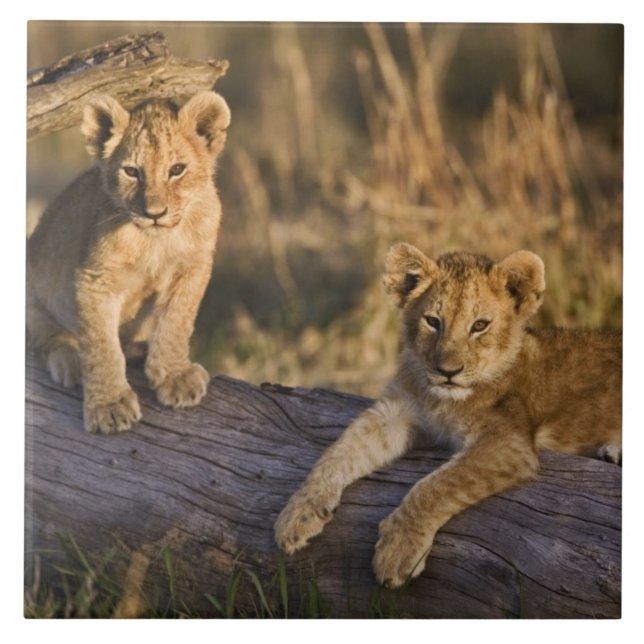 Lion Cubs on Log Tile (Front)