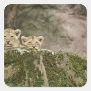 Lion Cubs Peeking Over Rock Square Sticker