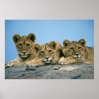 Lion Cubs Poster