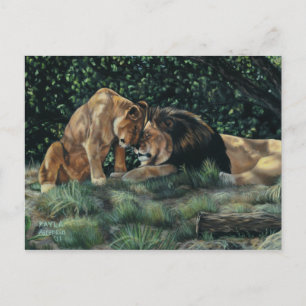 Lion Cuddle Postcard