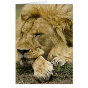 Lion d'Afrique, Lion panthère, endormi