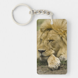 Lion d'Afrique, Panthera leo, couché endormi
